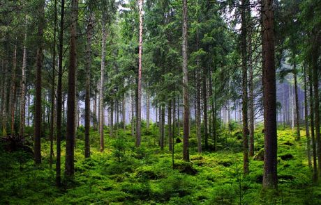 Interview : la filière forêt-bois au féminin, avec Tiffany Weber (COFORET) et Aude Sourisseau (ONF)