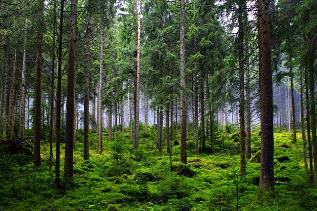 Interview : la filière forêt-bois au féminin, avec Tiffany Weber (COFORET) et Aude Sourisseau (ONF)