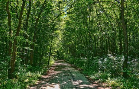 Le 11ème parc national français va voir le jour dans les forêts de Champagne et Bourgogne