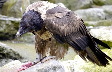 Lozère : des gypaètes barbus réintroduits dans la nature dans les Cévennes