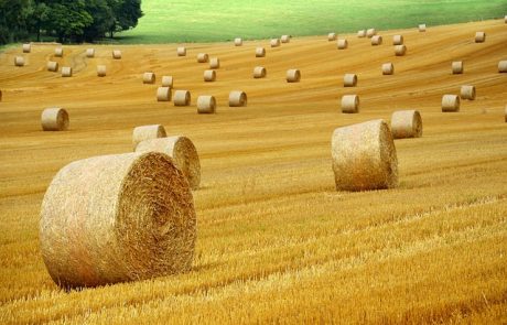 Simplification des normes agricoles : des mesures saluées par la FNSEA et les JA