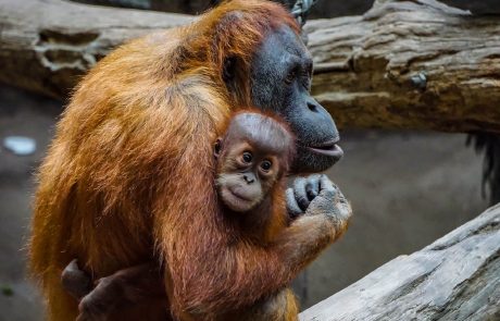 Naissance d’un petit orang-outan au Jardin des Plantes de Paris