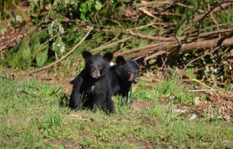 Un ourson séparé de sa mère retrouvé par l’ONCFS en Ariège