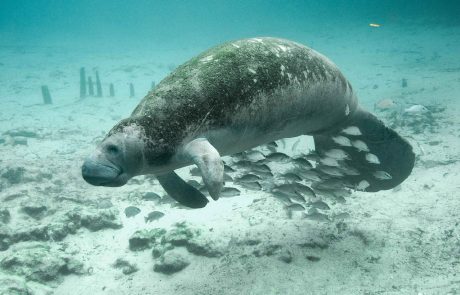 Réintroduction du lamantin : la Guadeloupe persiste