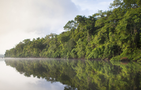 Le Parlement européen adopte une loi historique contre la déforestation