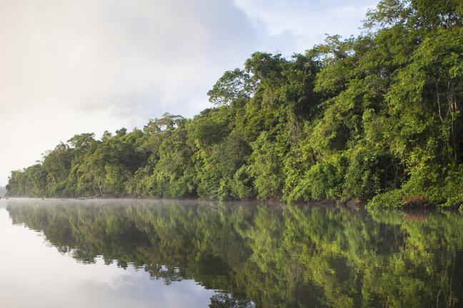 Le Parlement européen adopte une loi historique contre la déforestation