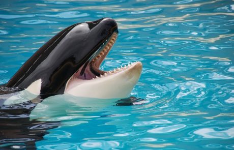 Méditerranée en surchauffe, orques de Marineland, tensions diplomatiques : les trois priorités de Fabrice Loher, nouveau ministre délégué à la Mer et à la Pêche