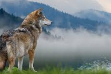 Les loups vont perdre leur statut d’espèce « strictement protégés » en Europe