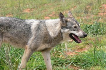 Le loup de retour en Charente après un siècle d’absence