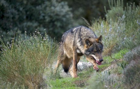 L’Espagne protège les loups ibériques, au grand dam des agriculteurs