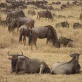 La Namibie face à la famine : abattage d’animaux pour nourrir la population