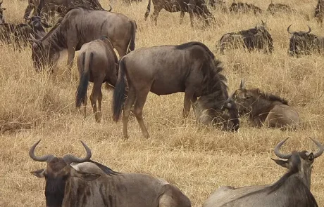 La Namibie face à la famine : abattage d’animaux pour nourrir la population