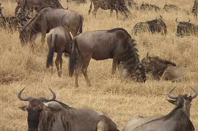 La Namibie face à la famine : abattage d’animaux pour nourrir la population