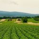 Agriculture biologique : impacts sur la biodiversité et le climat