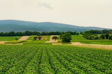 Agriculture biologique : impacts sur la biodiversité et le climat