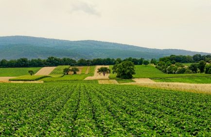 Agriculture biologique : impacts sur la biodiversité et le climat