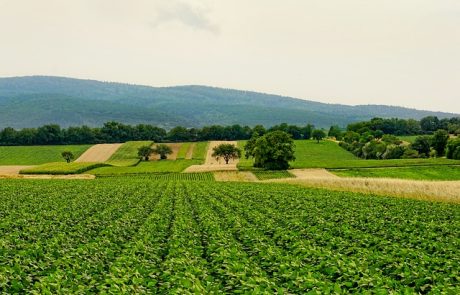 Agriculture biologique : impacts sur la biodiversité et le climat