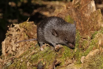 Une souris amphibie parmi 27 nouvelles espèces découvertes dans l’Amazonie péruvienne