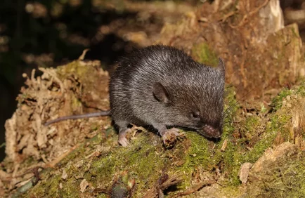 Une souris amphibie parmi 27 nouvelles espèces découvertes dans l’Amazonie péruvienne