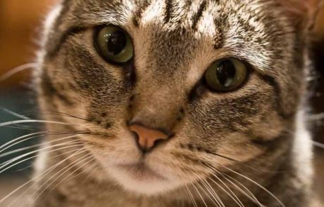 Nouvelle-Zélande : Chasse controversée aux chats sauvages