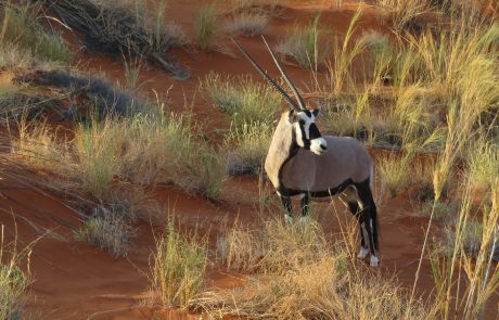 L’oryx blanc, le nouvel or noir du sultanat d’Oman?