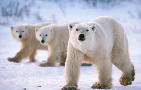 La population d’ours polaires du Groenland s’adapte au changement climatique