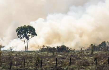 La perte de biodiversité constitue une menace financière mondiale