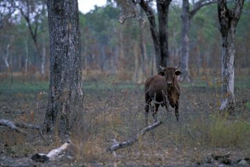 es populations mondiales d’animaux sauvages ont chuté de 69 % depuis 1970