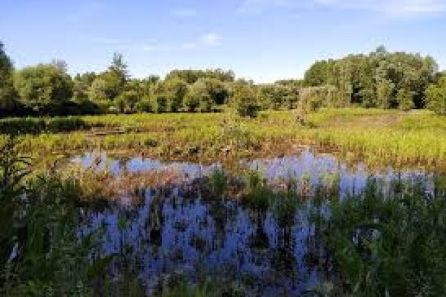 La protection supplémentaire de 1,2 % de la Terre permettrait d’éviter la plupart des extinctions