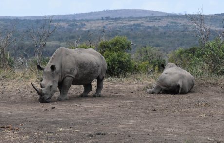 Une femelle rhinocéros blanc du Sud, espèce menacée, inséminée artificiellement