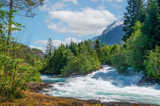 Les rivières, artères vitales de la nature