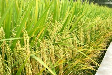 Les agriculteurs ivoiriens se tournent vers une nouvelle variété de riz pour augmenter les rendements et les bénéfices