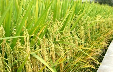 Les agriculteurs ivoiriens se tournent vers une nouvelle variété de riz pour augmenter les rendements et les bénéfices