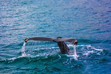 La WWF démontre l’ampleur de la pollution de la Méditerranée par les phtalates