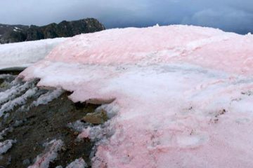 Des scientifiques sondent le lien entre le « sang de neige » et le changement climatique