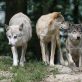 Larzac héraultais : les associations de protection animale appellent à la cohabitation avec les loups