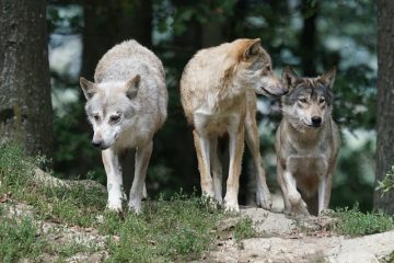 Larzac héraultais : les associations de protection animale appellent à la cohabitation avec les loups