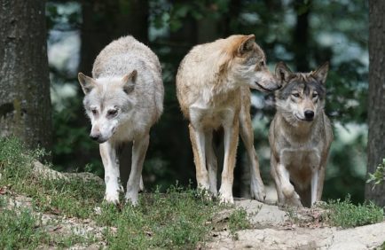 Larzac héraultais : les associations de protection animale appellent à la cohabitation avec les loups