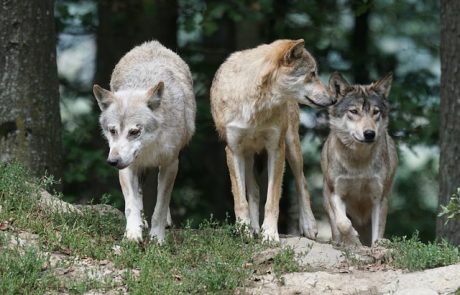 Larzac héraultais : les associations de protection animale appellent à la cohabitation avec les loups