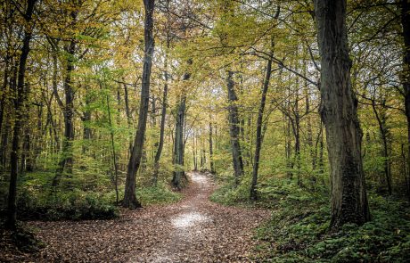 Vers un renforcement des renouvellements forestiers