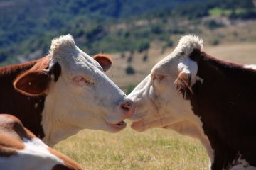 Viande importée : Un danger pour la France ?