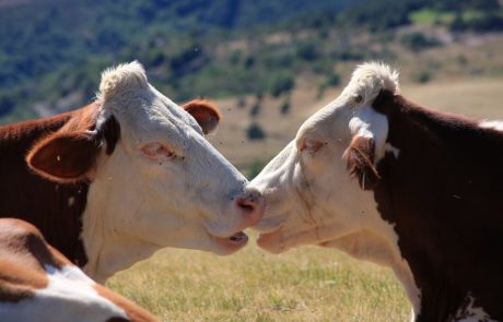 Viande importée : Un danger pour la France ?